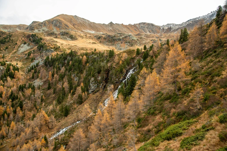 a valley with trees in autumn and other colors