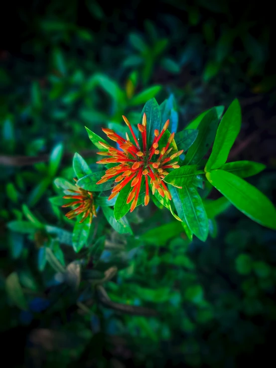 a very colorful flower is in the middle of some green leaves