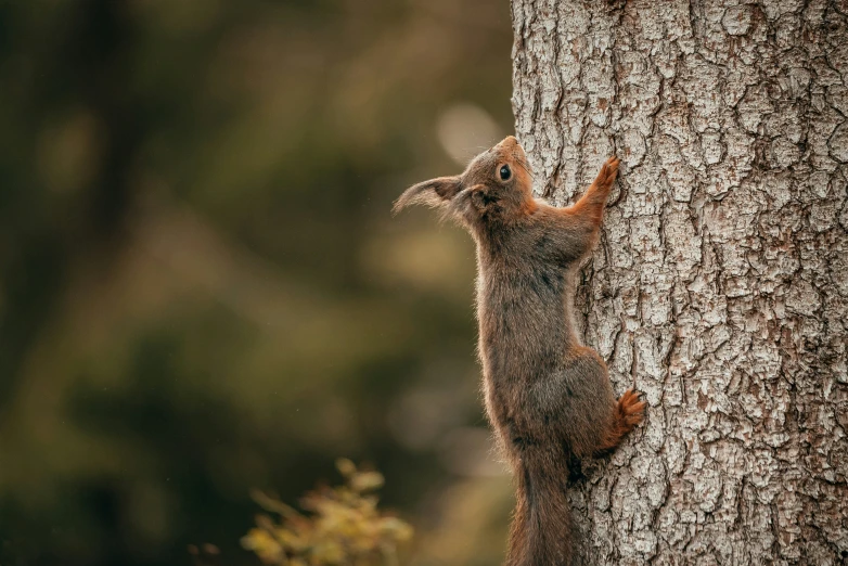 an animal is climbing up a tree