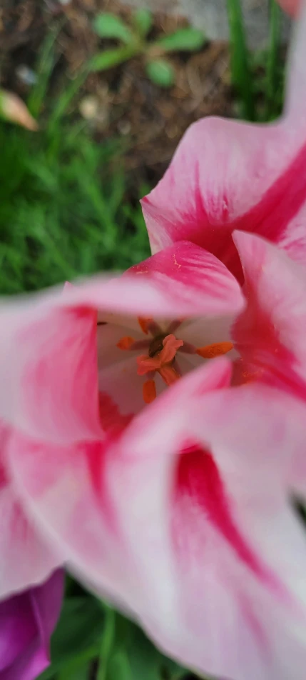 an image of a beautiful flower that is seen from up close