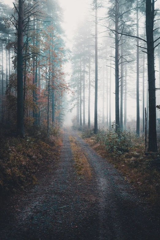 a foggy forest path that is in the autumn