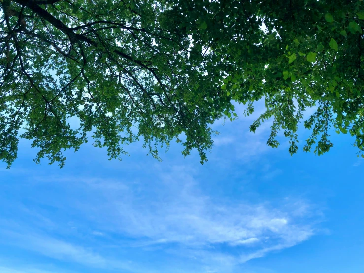 trees and the blue sky as seen through a window