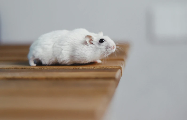 a tiny white animal is sitting on a surface