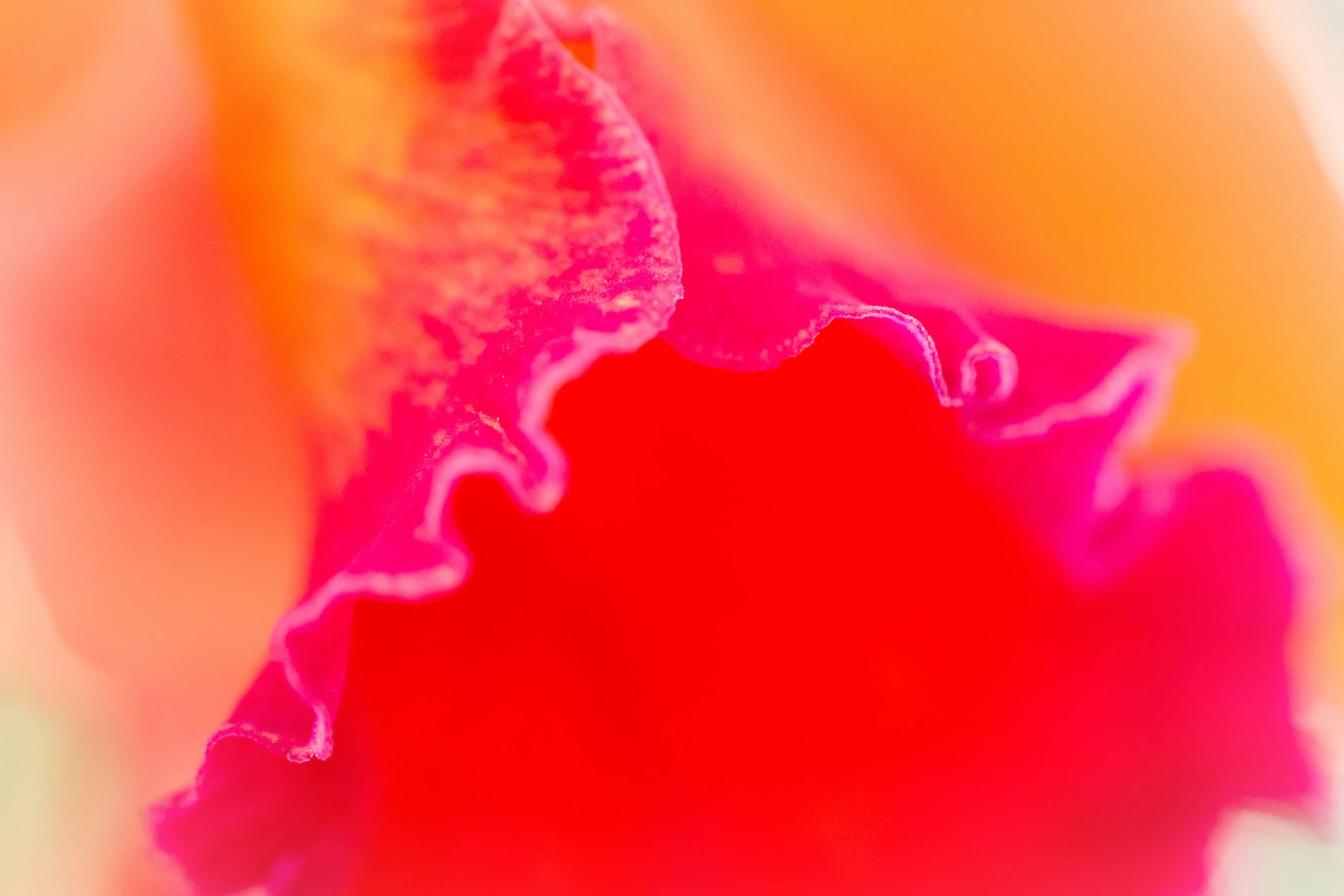 an image of close up of a flower with no petals