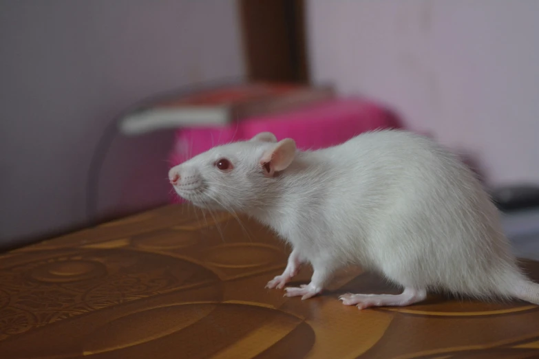 a small rat standing on a table in a room