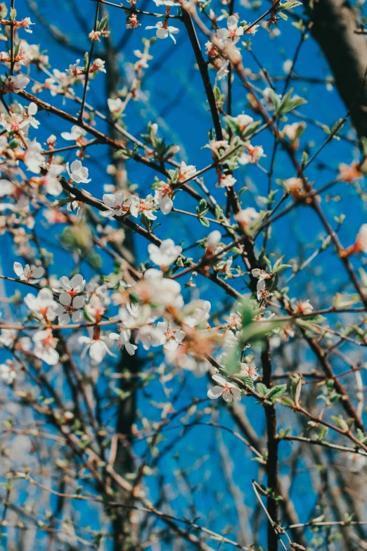 a couple flowers that are next to some trees