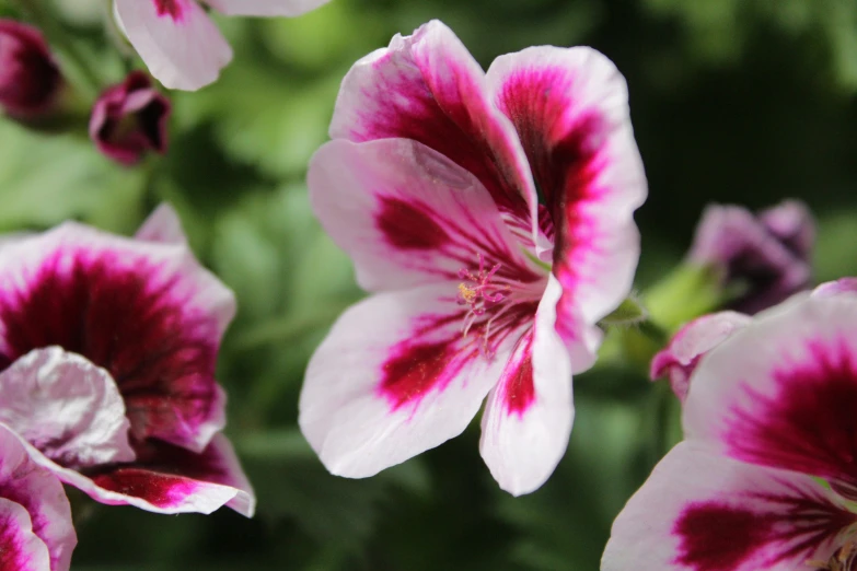 a group of purple and white flowers together