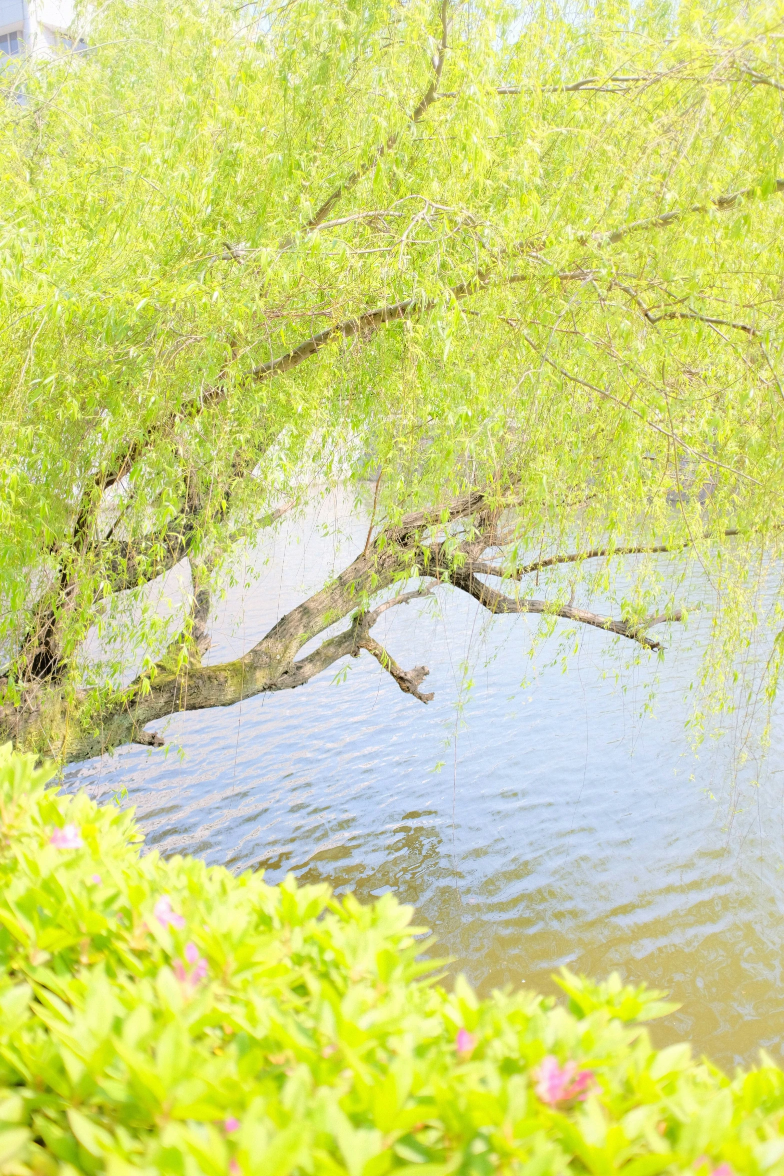 the water is moving from a little inlet that is lined with green leaves