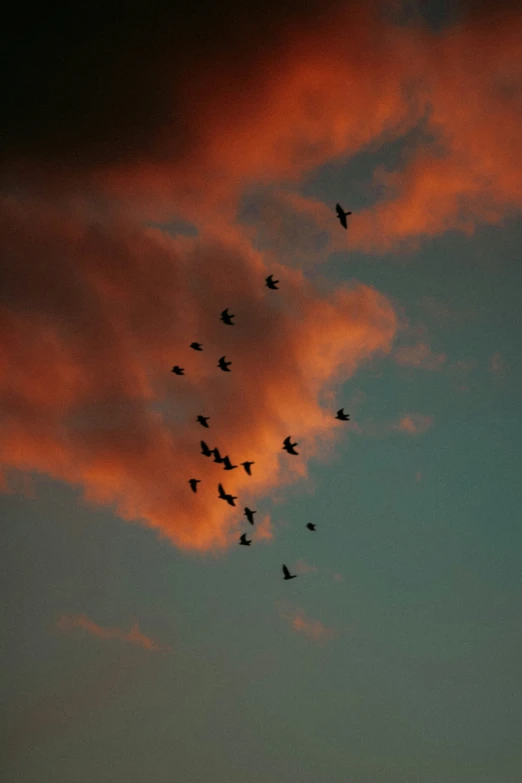 flock of birds flying in front of an orange and blue cloud