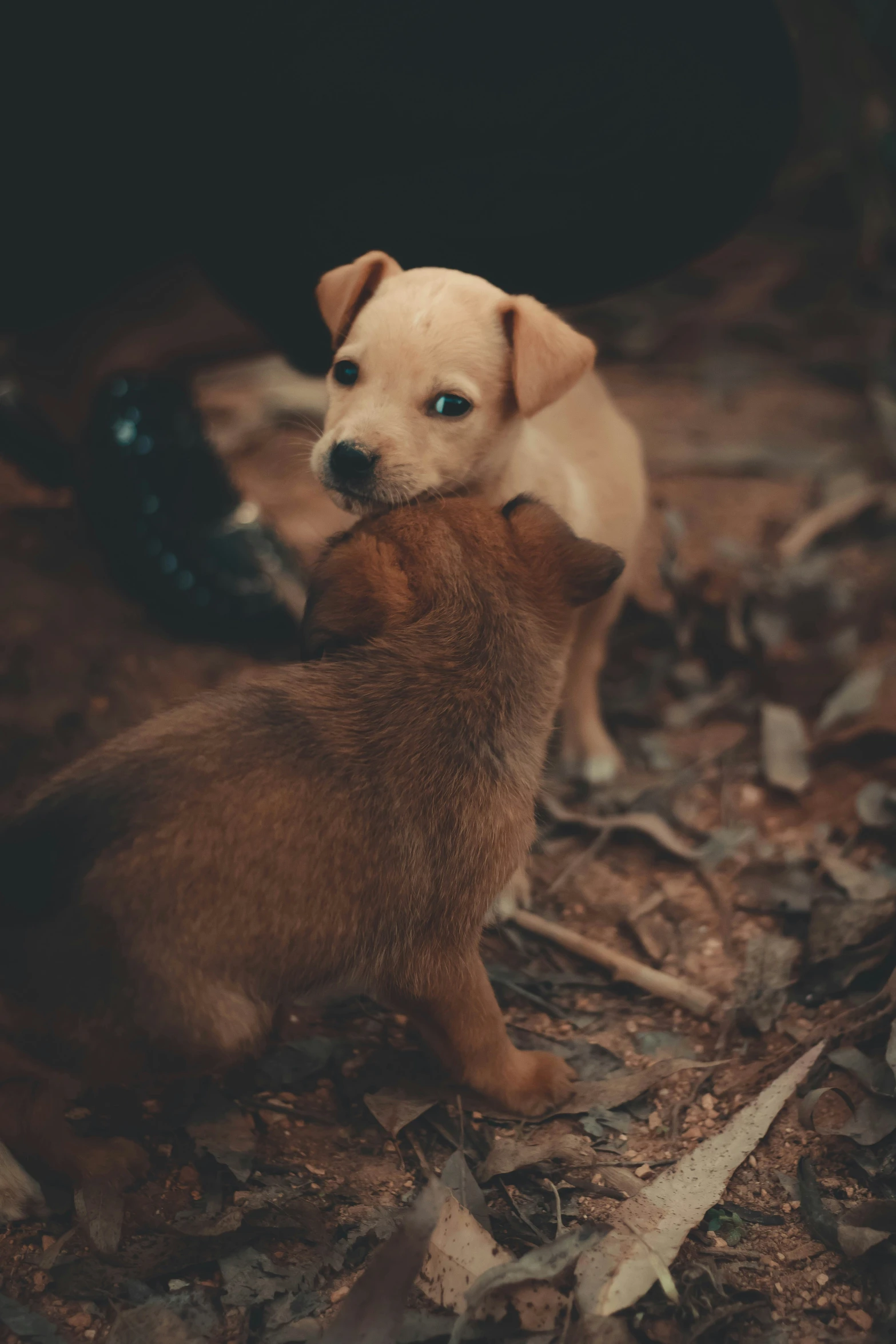 two puppies playing on the ground one has a stick