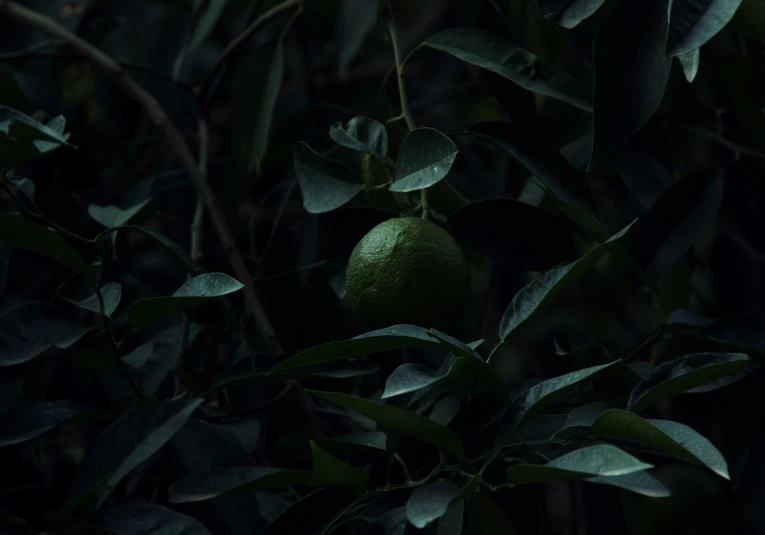 two ripe fruit on tree nches in a dark forest