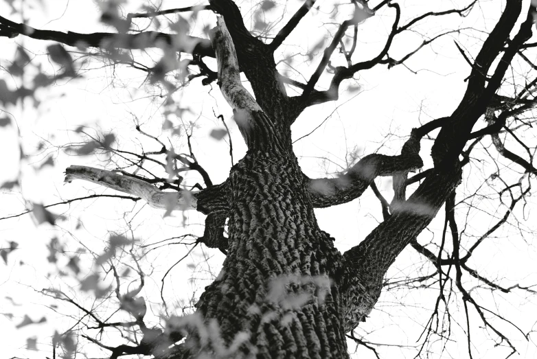 black and white po of a large tree