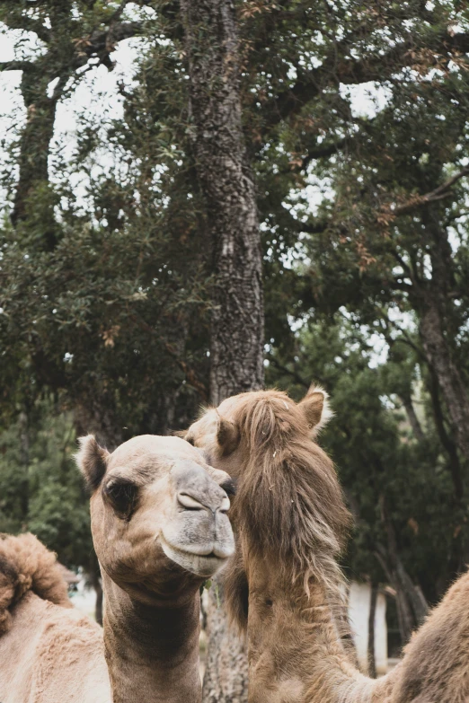 the two camels are facing away from the camera