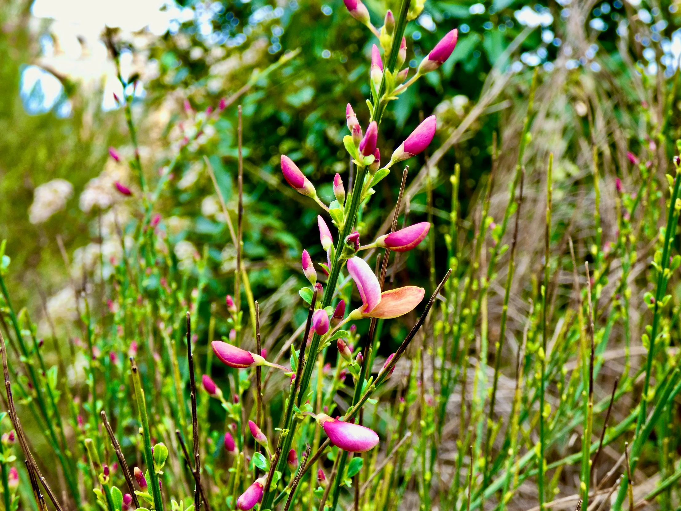 a tree with pink flowers in the middle of green field