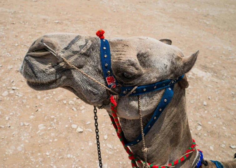 a close up of the back face of a camel