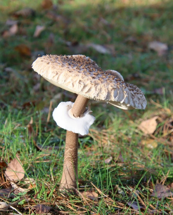 a mushroom on the ground in the grass