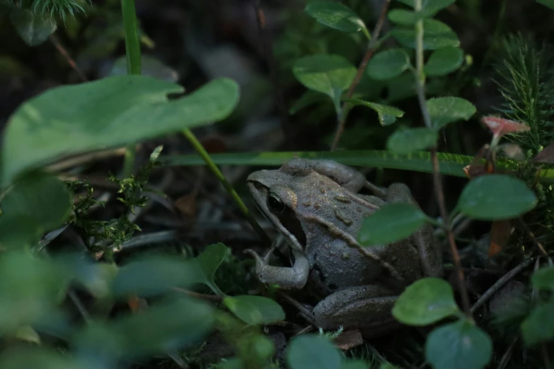 a gray frog sitting in a green shrub with other plants