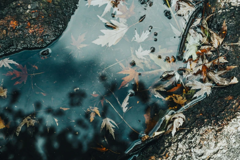 autumn leaves floating on water that is covered in water