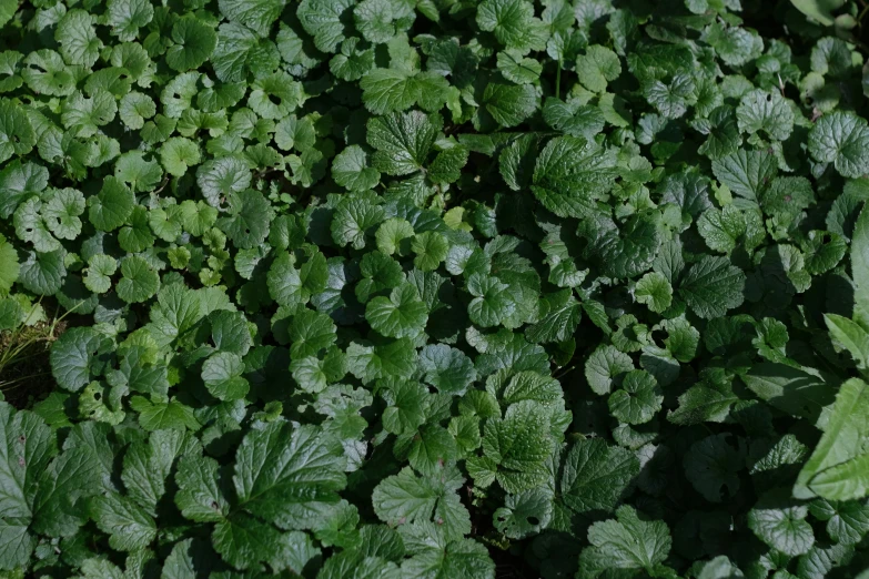 a field that is green and with lots of leaves