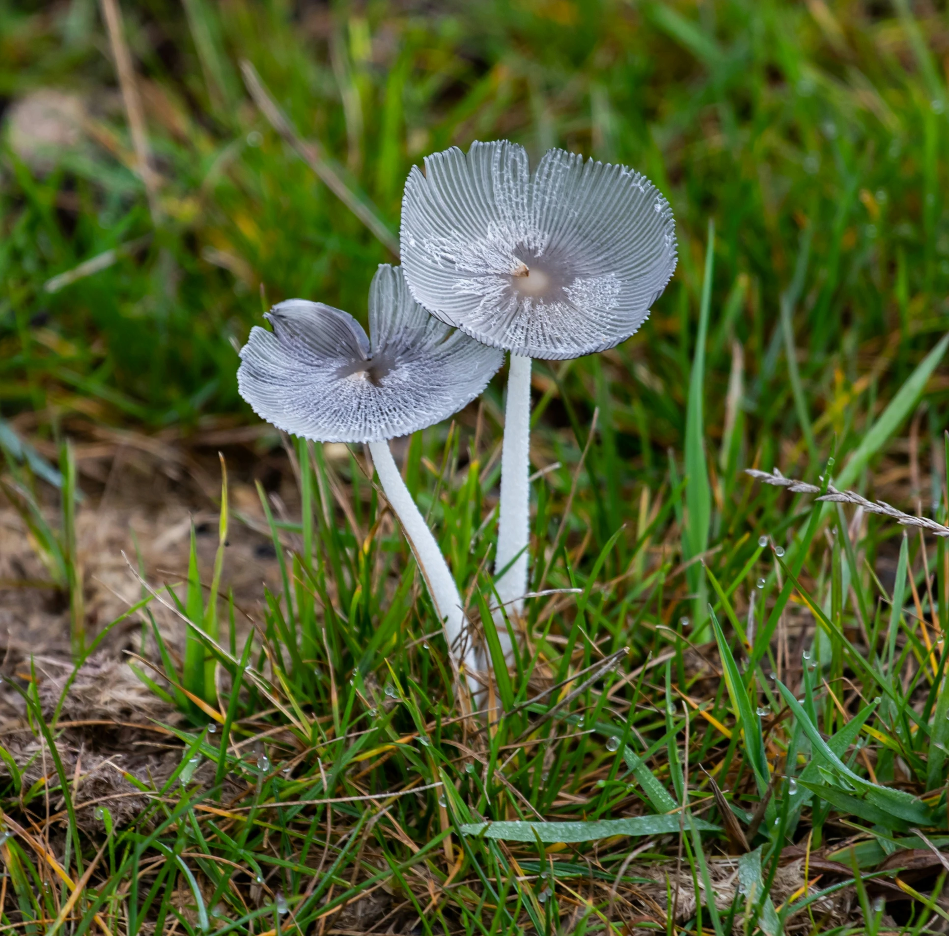 a couple of mushrooms that are in the grass