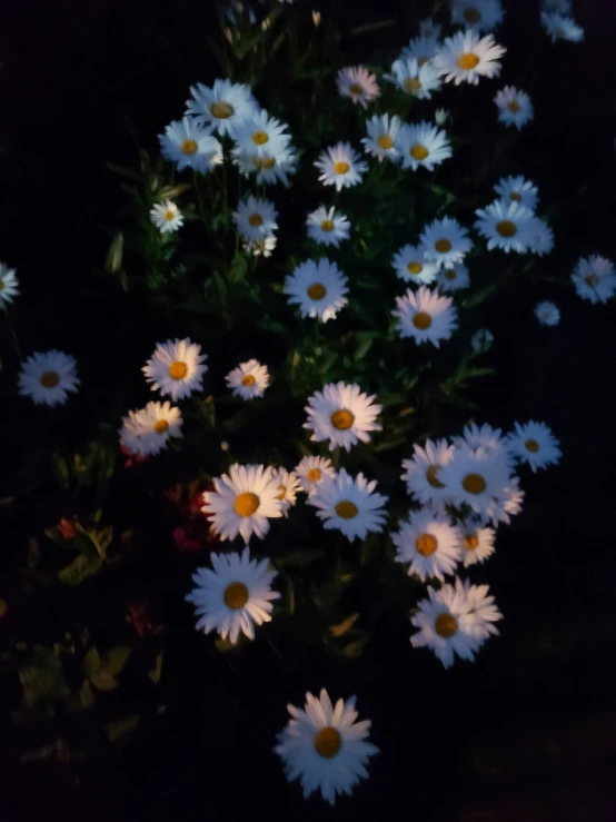 a group of flowers with large petals sitting together