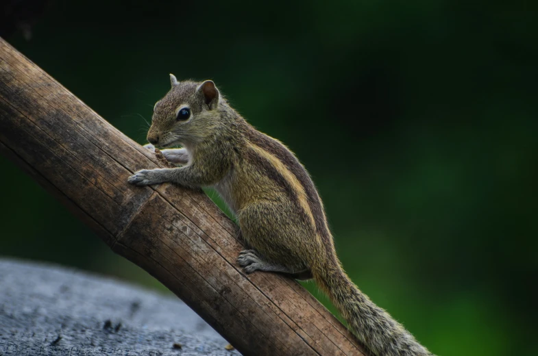 a small squirrel is sitting on a tree limb