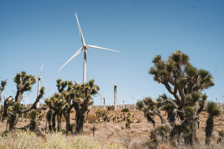 two windmills are seen above the cactus trees