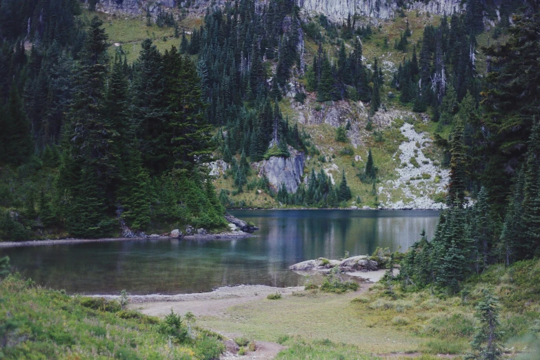 a large body of water surrounded by pine trees