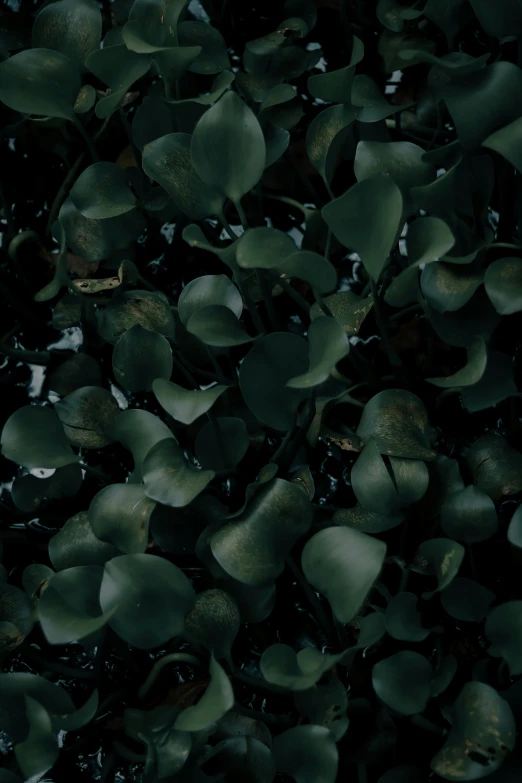 the texture of a green background with black leaves