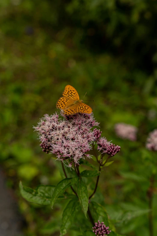 a erfly sitting on a flower next to a sidewalk