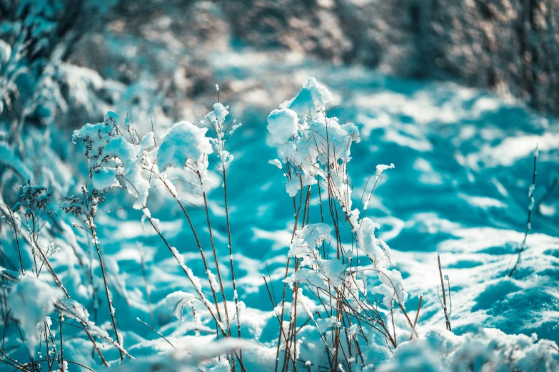 the bush has snow on it and is covered by bright blue colors