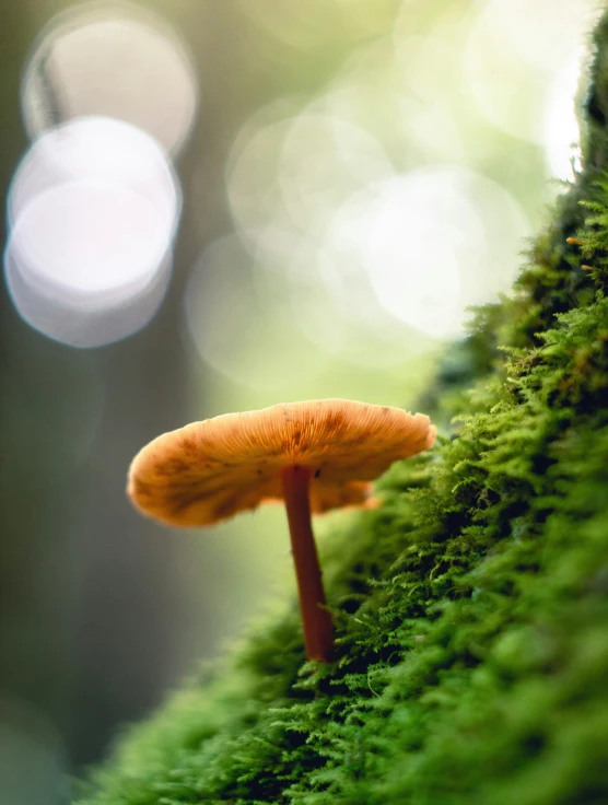 an image of a mushroom on a mossy surface