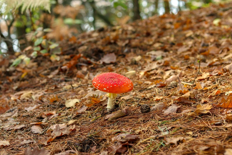 a small red mushroom standing in a forest