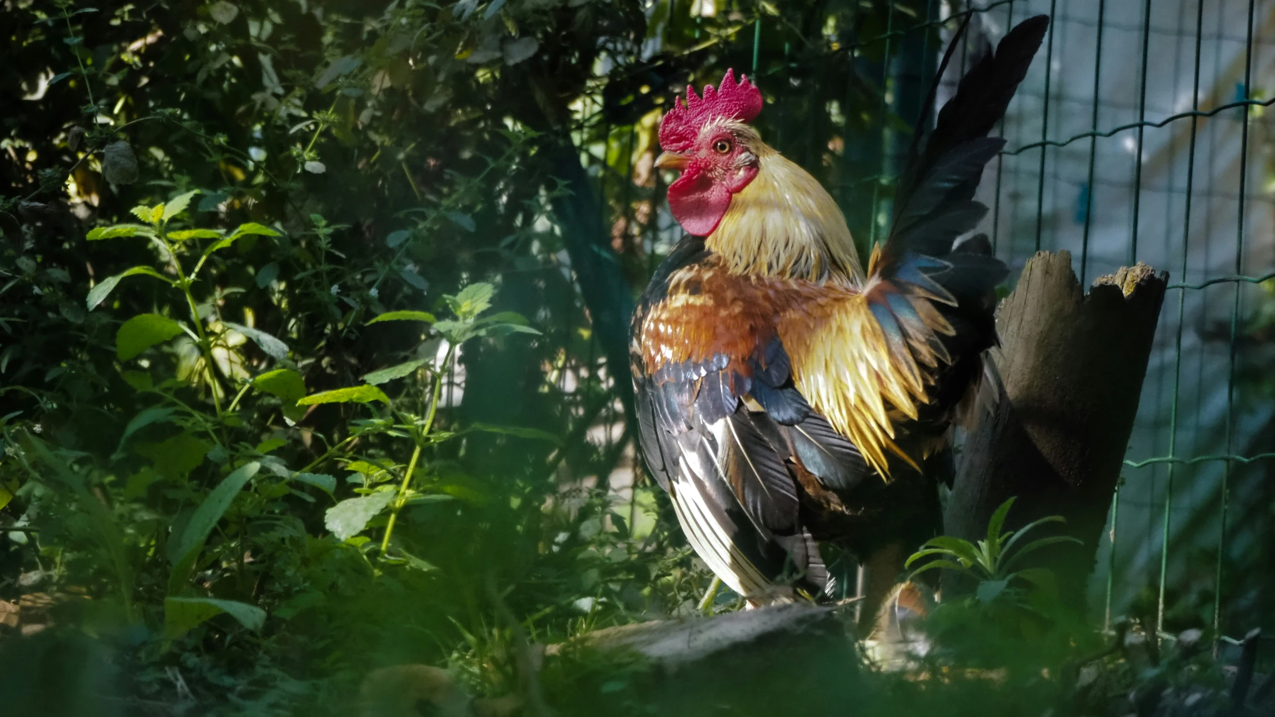 the chicken is sitting outside near a wire fence