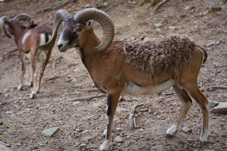 two rams standing on top of a dirt hill