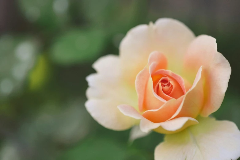 a peach rose with green leaves in the background