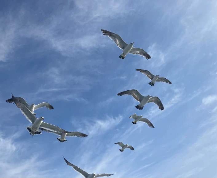 some seagulls are flying through a blue cloudy sky