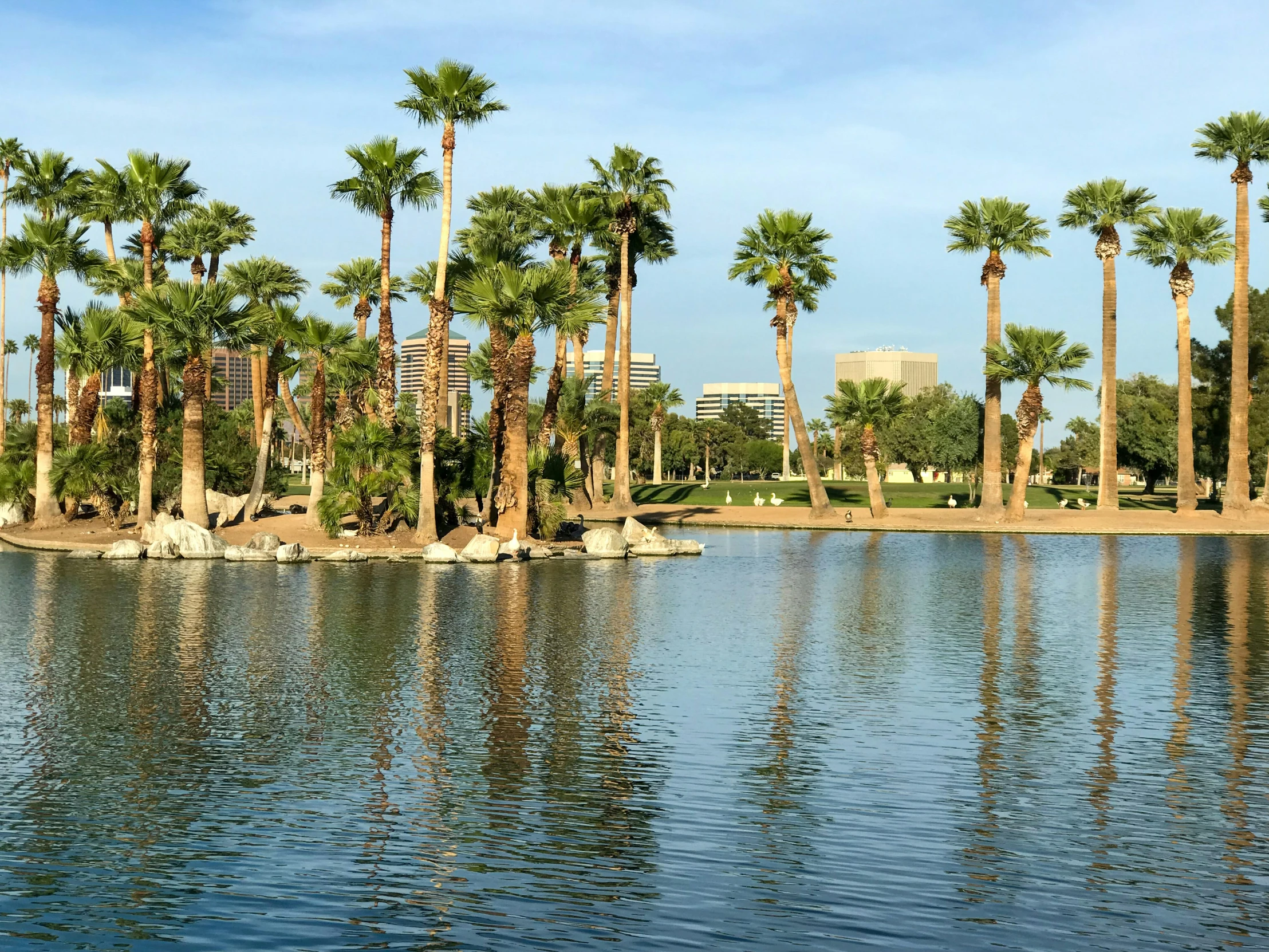 there are palm trees that are on this lake