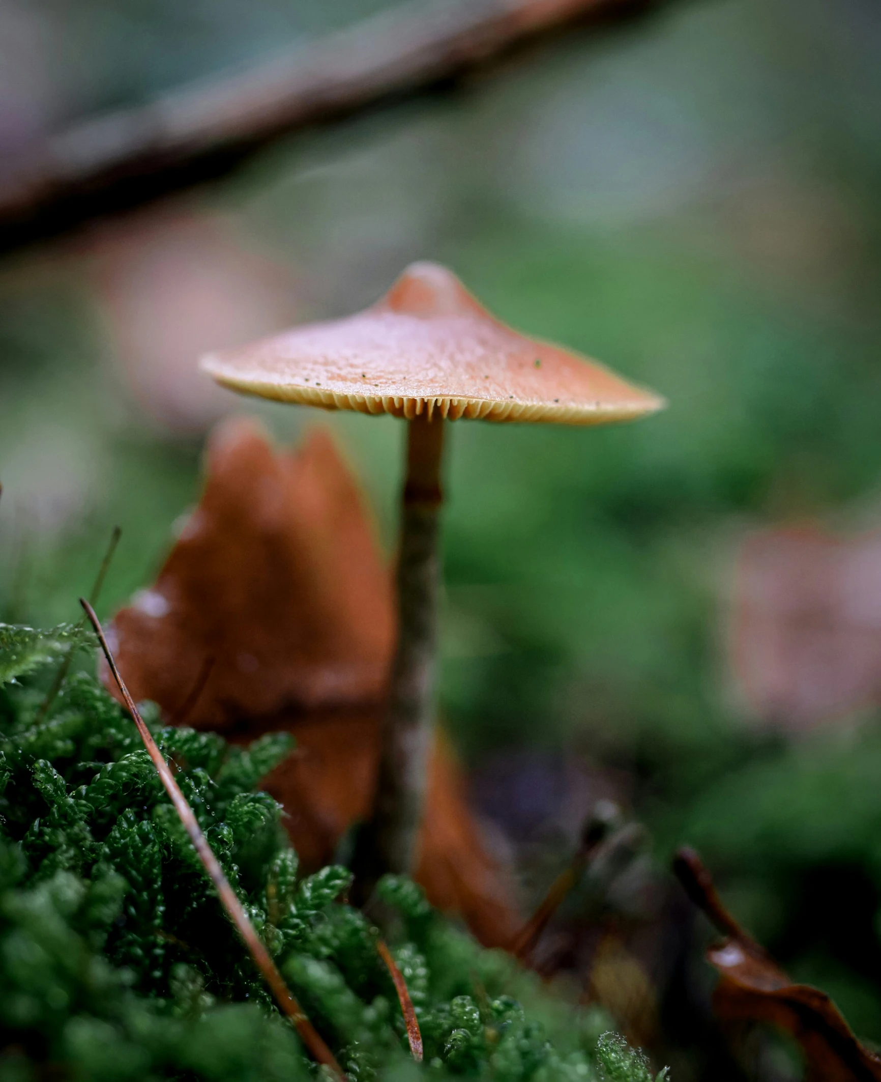 a single yellow mushroom is sitting on a green moss