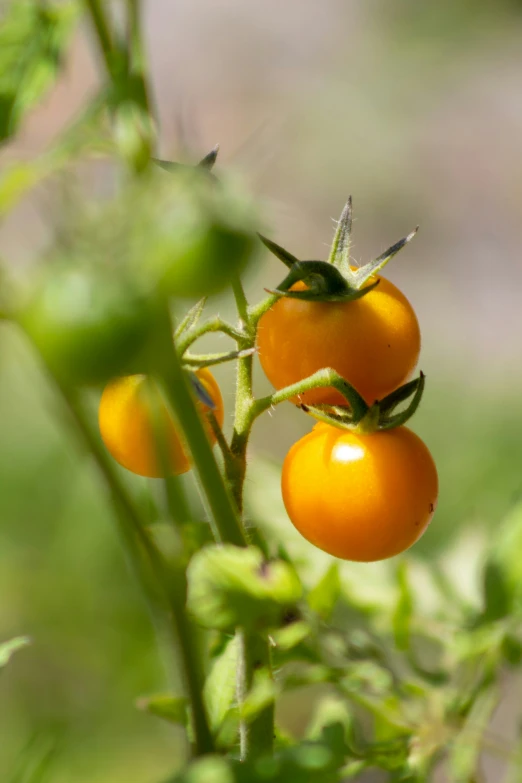 three tomatoes growing in the sunlight on a plant