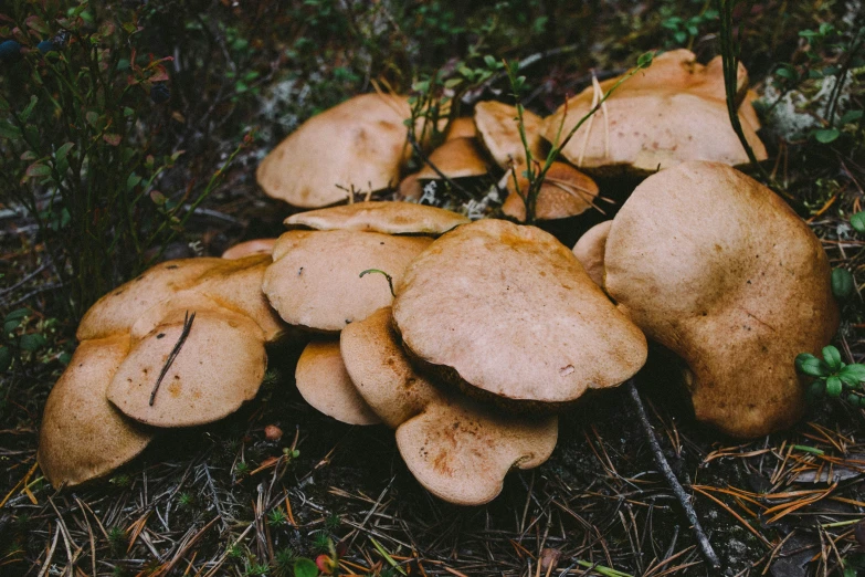 several mushrooms on the ground among trees