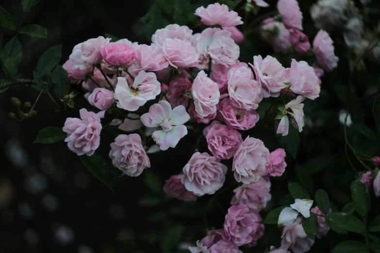 pink flowers blooming in the trees in the day