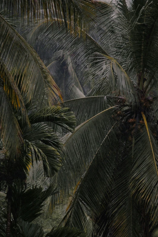 trees are growing in the foreground and cloudy sky