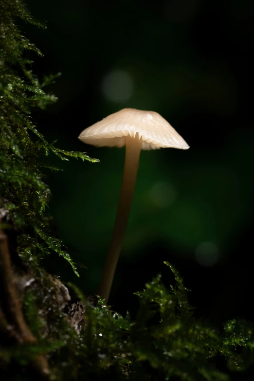 a white mushroom is in the background among leaves