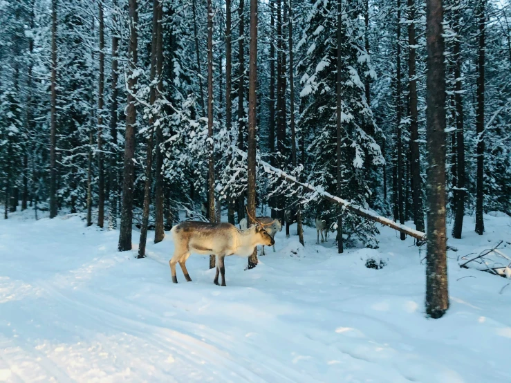 a gray wolf in the middle of a snow - covered forest