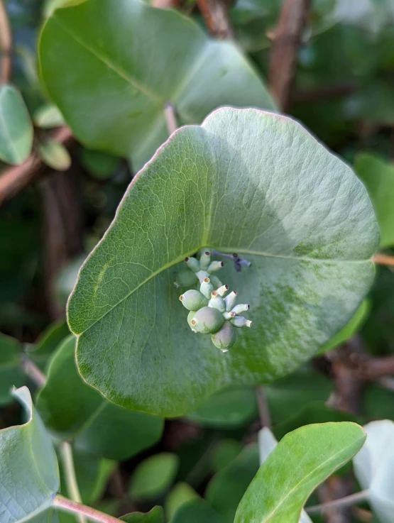 a leaf is pictured on the top half of a leaf