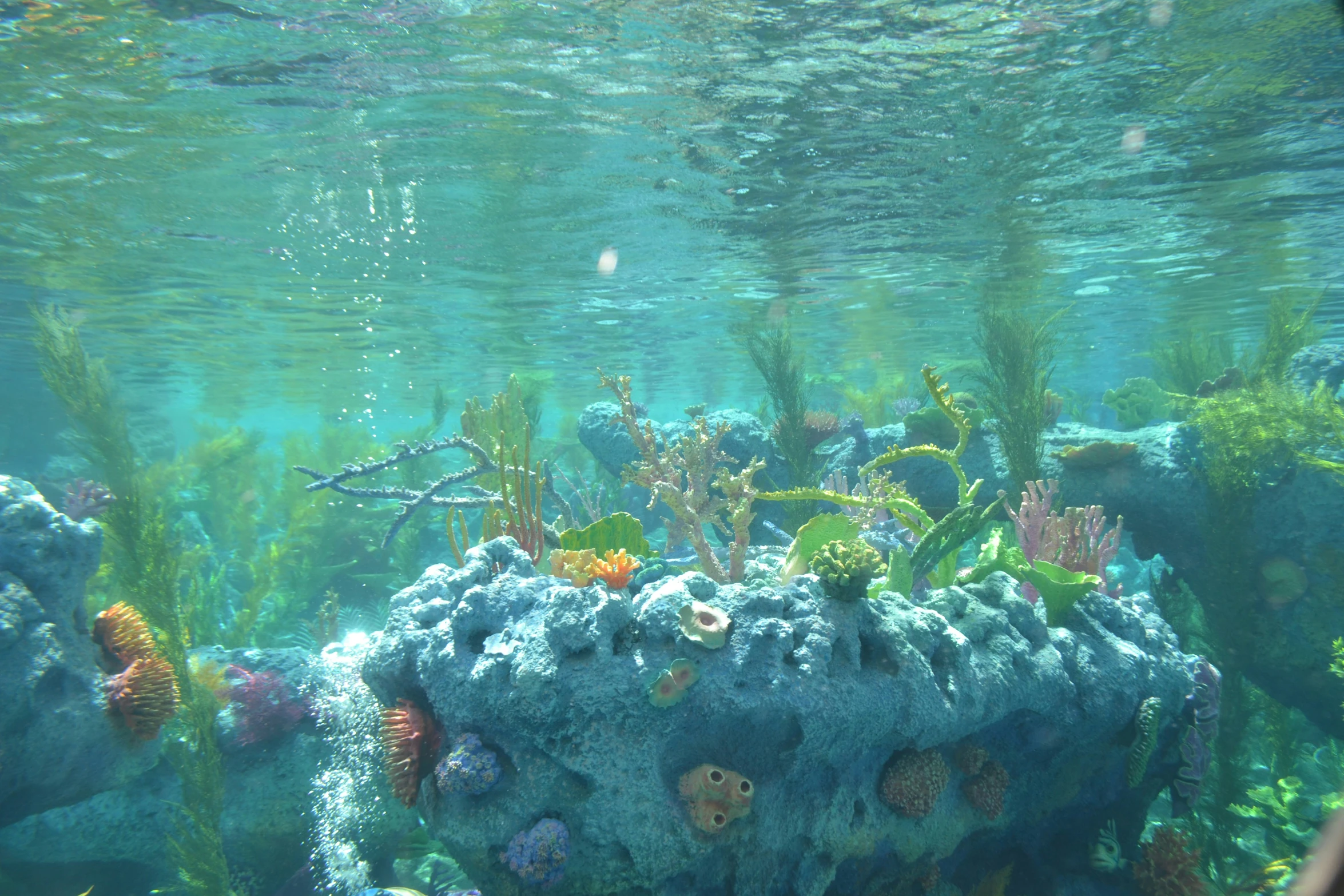 some rocks underwater with water and lots of seaweed