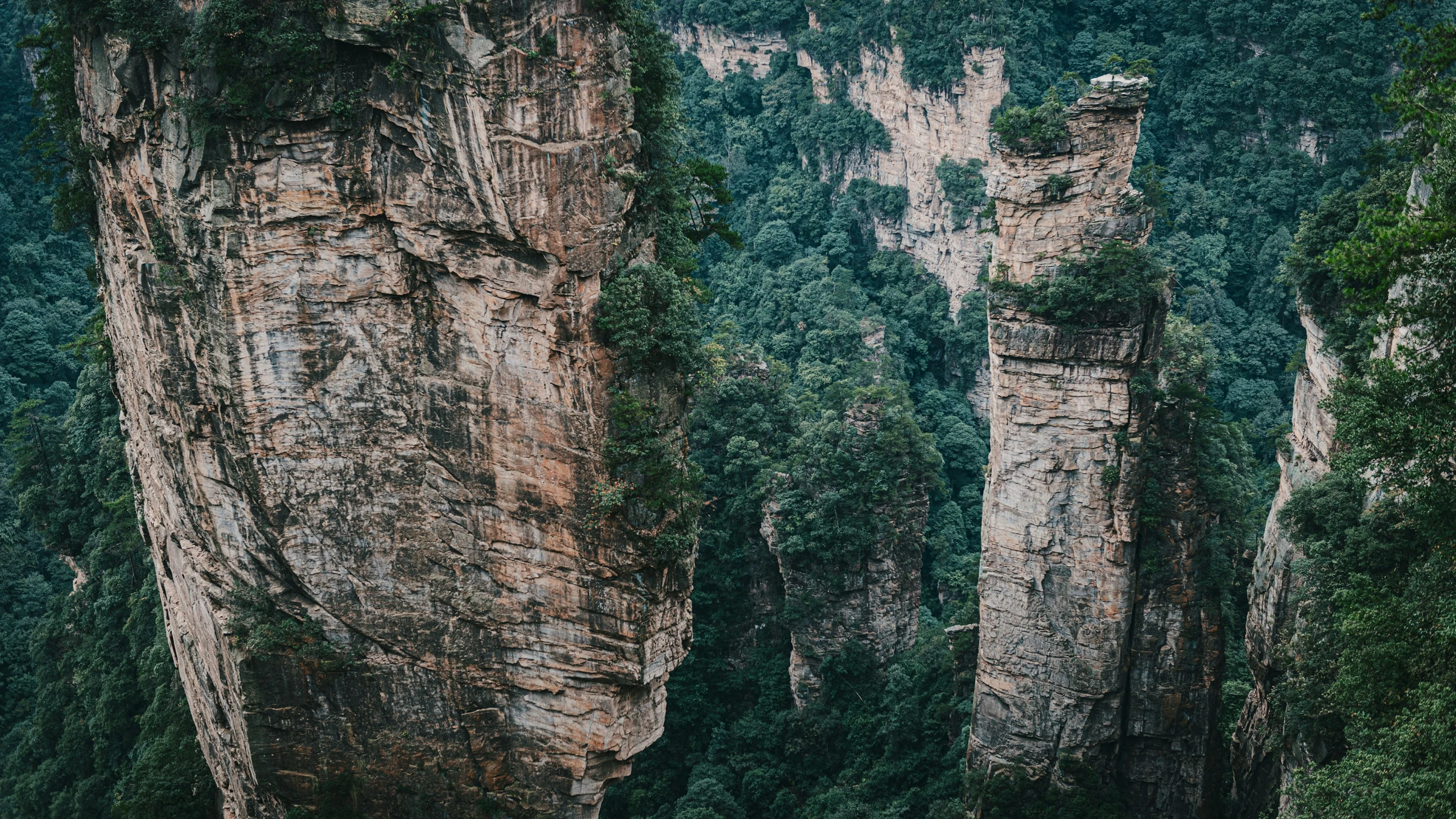 a mountain forest with tall, green trees