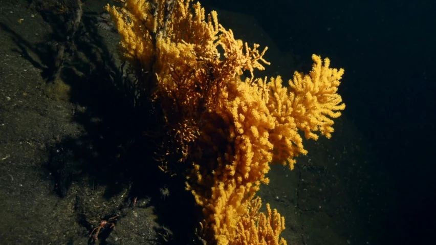 a yellow plant sticking out of the ground