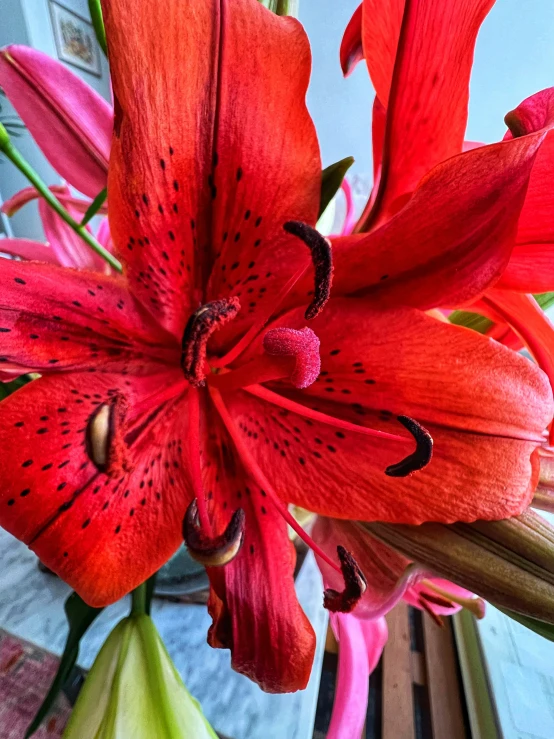 red flowers in a vase are pographed against the sky